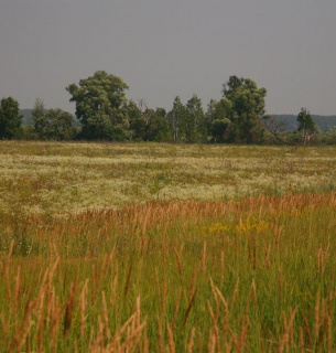 День водно-болотних угідь 2025: наслідки війни для екосистем України