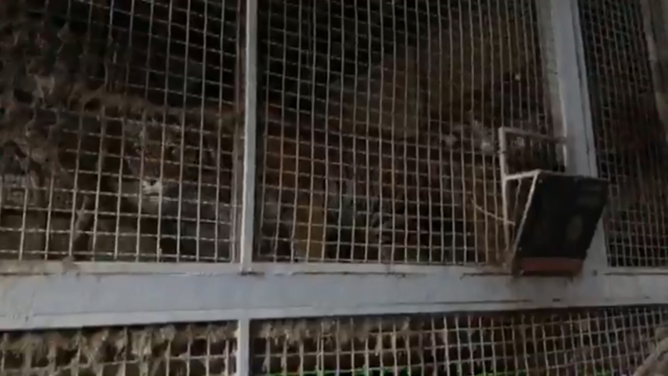 На занедбаній базі у Києві покинули шістьох тигрів