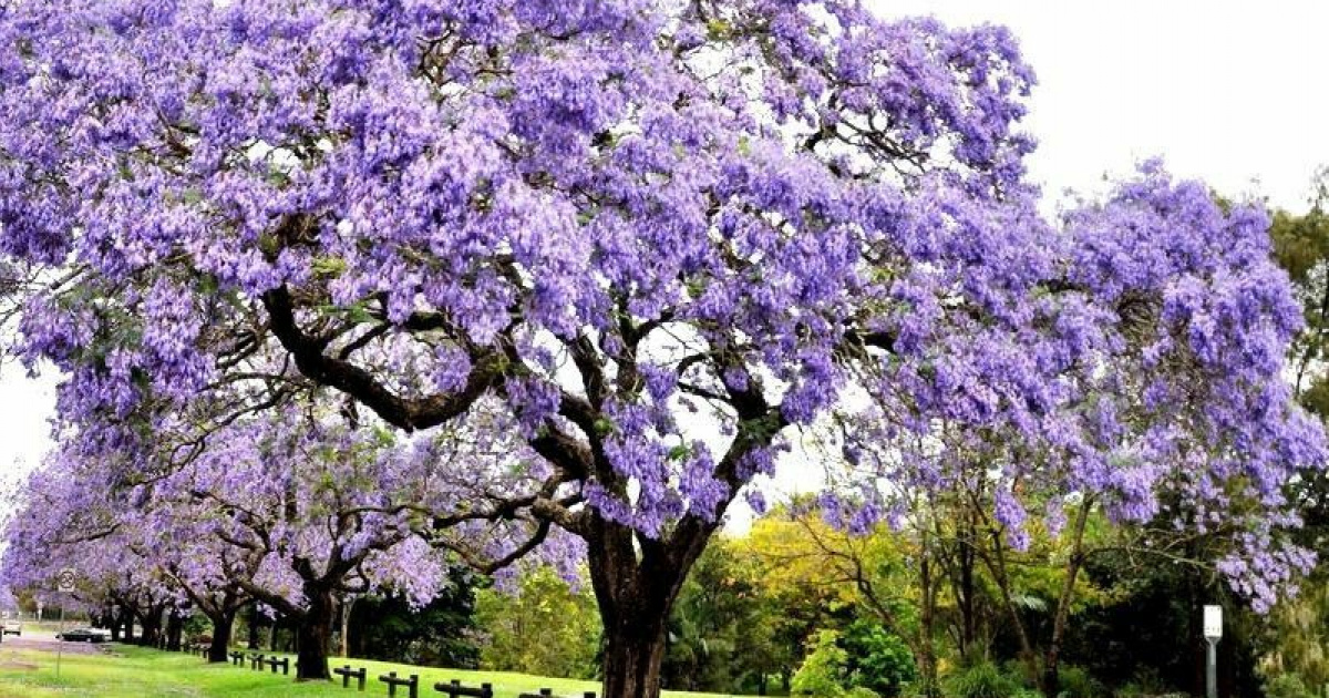 Павлония Дерево Фото
