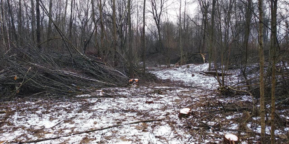 Незаконні рубки на Харківщині на 10 млн: посадовцям вручено підозри