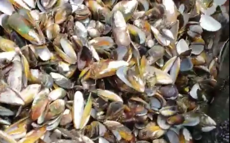 Пів мільйона мідій зварились в океані поблизу Нової Зеландії