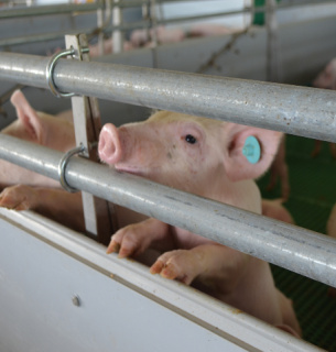 USDA повідомила про успішне тестування вакцини від АЧС