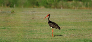 До Червоної книги України занесено майже 550 видів тварин. Одна з головних причин бідового стану цих видів – руйнування, знищення їхніх домівок (місць проживання)