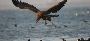 Орлан-білохвіст. Фото надане Українським товариством охорони птахів