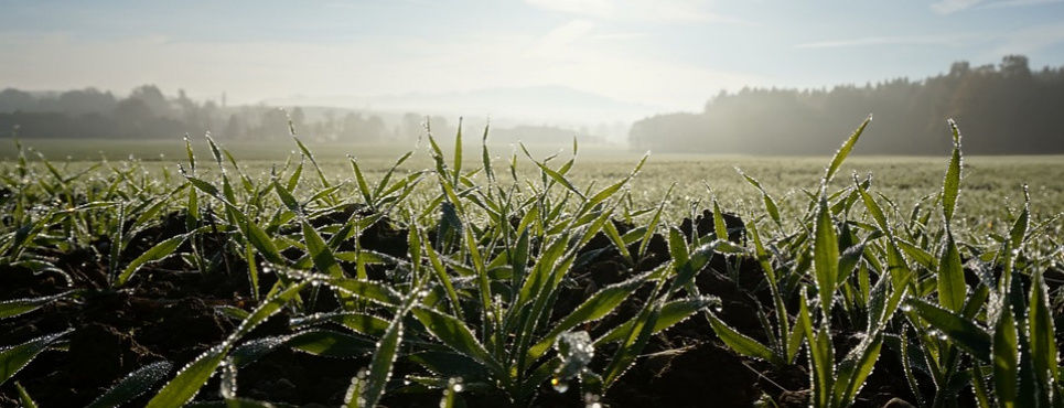 Озимина під загрозою: zк «Сімейні молочні ферми» рятують врожай 2026 року