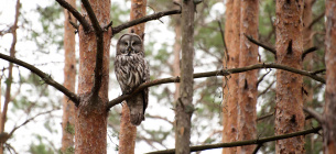 Сова бородата. Фото надане Українським товариством охорони птахів