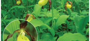 червонокнижні орхідеї 