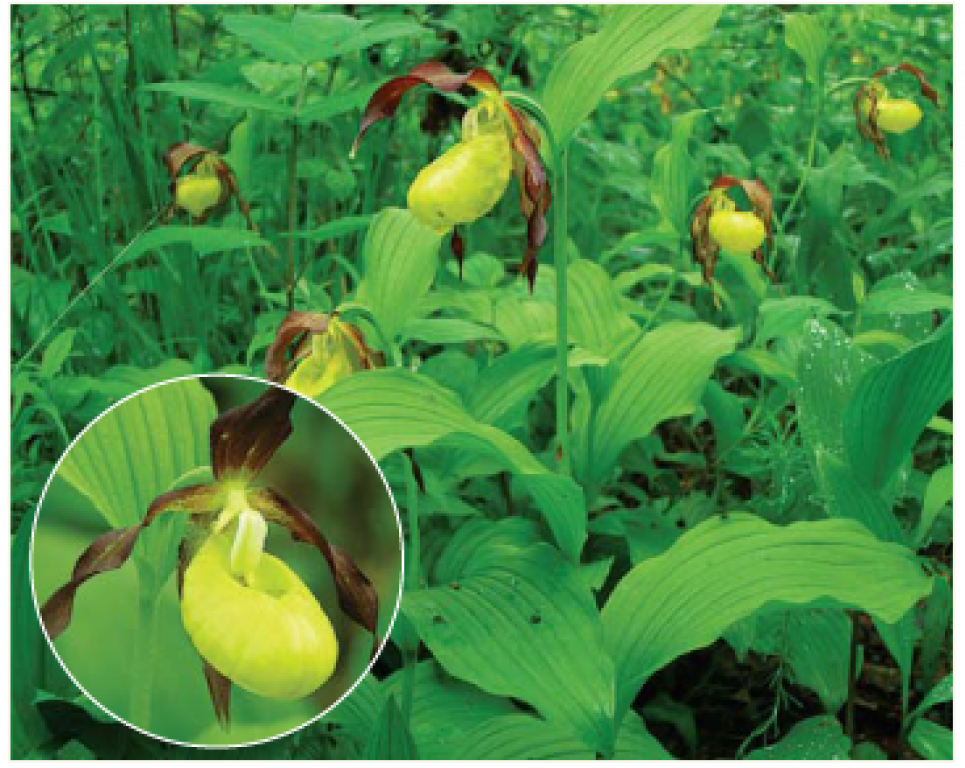 Лісові орхідеї оточать зонами безпеки червонокнижні орхідеї