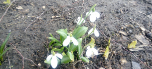 Для збереження рідкісних рослин екологи пропонують скористатися світовим досвідом і створювати охоронні зони навколо місць зростання рідкісних видів. В таких зонах забороняється проведення усіх видів рубок, рух техніки, перебування людей