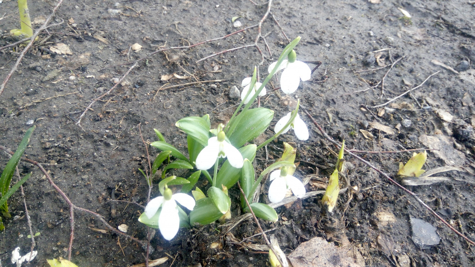 Підсніжники та проліски зникають через рубки Для збереження рідкісних рослин екологи пропонують скористатися світовим досвідом і створювати охоронні зони навколо місць зростання рідкісних видів. В таких зонах забороняється проведення усіх видів рубок, рух техніки, перебування людей