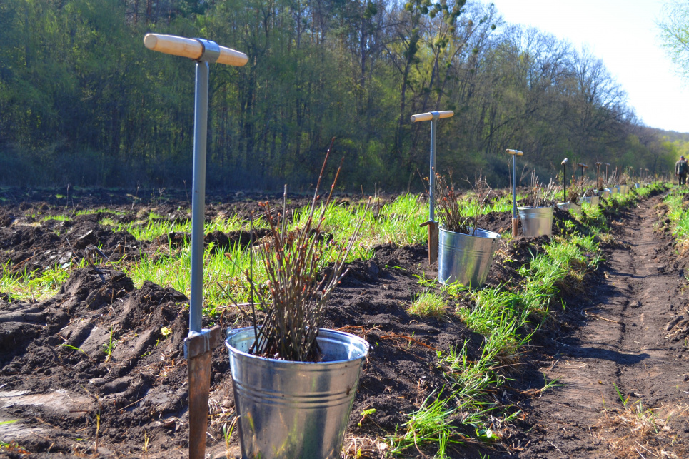 У держлісгоспах Черкащини вже висадили майже 400 гектарів лісів Фото:Черкаське обласне управління
лісового та мисливського господарства