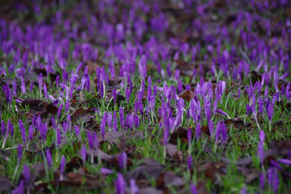 Весняна розкіш: в Закарпатській області зацвів шафран Фото: Закарпатське обласне управління лісового та мисливського господарства