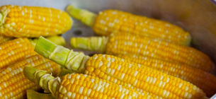 Кукуруза несёт наибольшие ежегодные потери