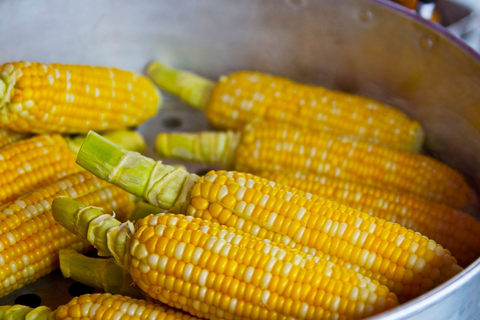 Україна захопила турецький ринок кукурудзи Pixabay