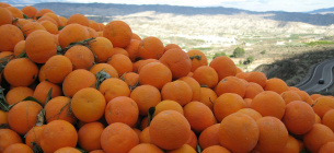 Апельсини