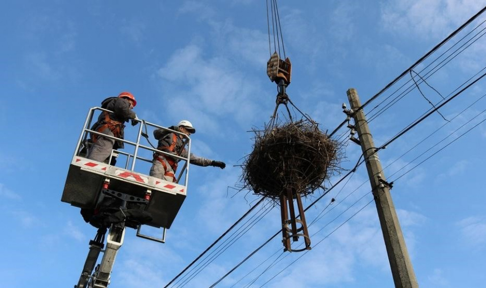 Енергетики рятують лелек: вигідно усім  Щороку в Україні гине 26 видів птахів від зіткнення з лініями електропередач і ураження струмом, особливо страждає білий лелека
