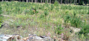 Жоден лісгосп не залучав до ОВД біологів, і жоден з представників лісгоспів не зміг пояснити, чи є у них види занесені до Червоної книги України . Фото Олега Листопада