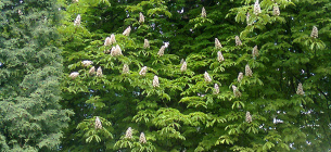 Каштан Петра Могили - пам’ятка природи. фото Олега Листопада