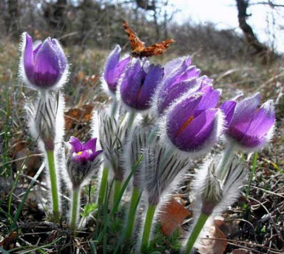 Сон трава: карантин – добре, рубки – погано Фото Юрія Несіна, надано КЕКЦ