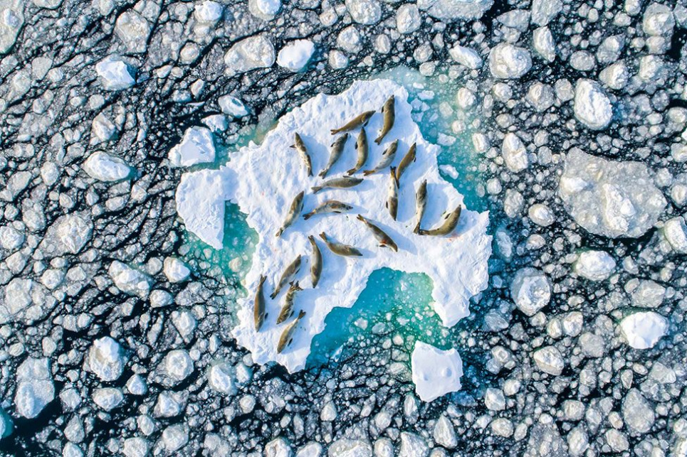 Названо переможців фотоконкурсу дикої природи Nature TTL NATURE TTL