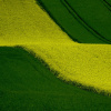Фото: dengmo / Pixabay 