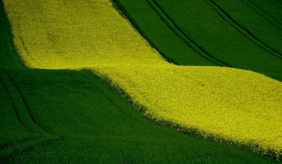 У 5-ти областях завершено сівбу озимого ріпаку Image by dengmo from Pixabay