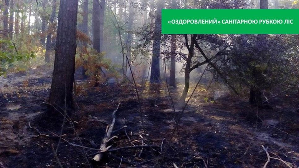 Наслідки рубок на території Боярської лісодослідної станції. Фото зі сторінки групи "Чернечий ліс"