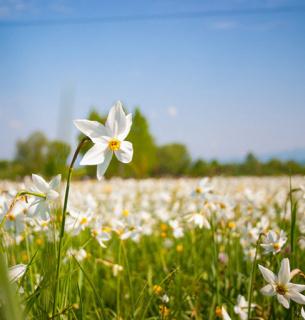 Рейди проти торгівлі первоцвітами