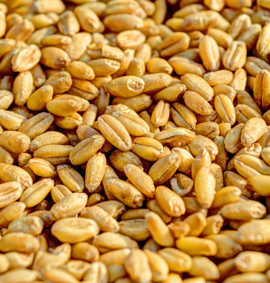 Хотів незаконно експортувати пшеницю.
Image by $uraj tripathi from Pixabay 