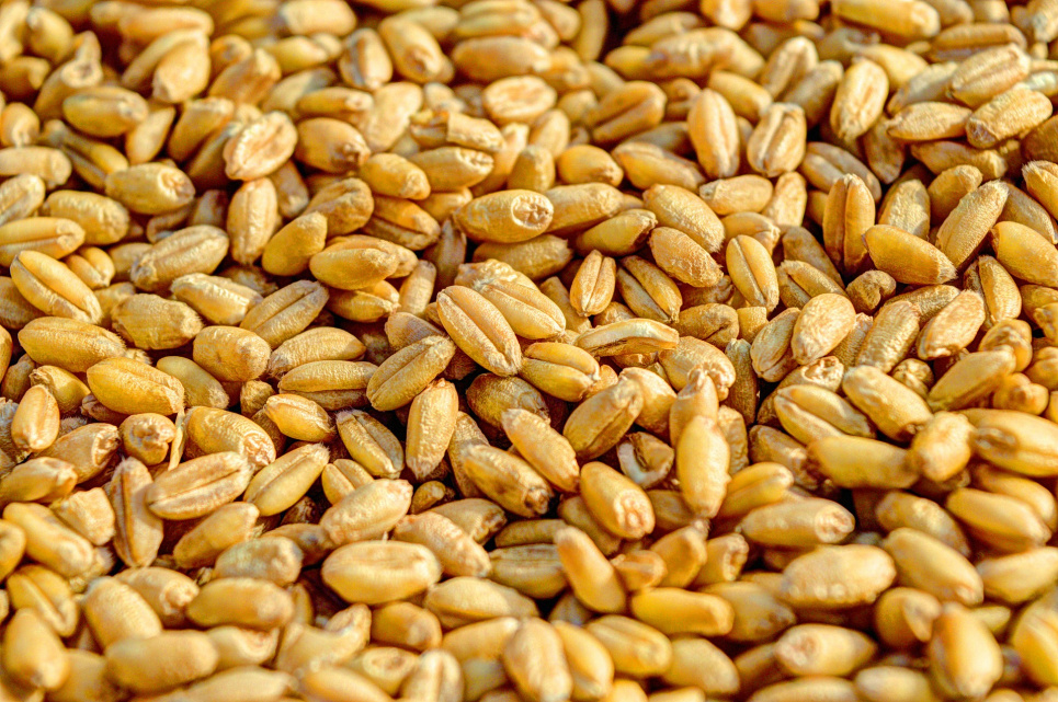 Хотів незаконно експортувати пшеницю.
Image by $uraj tripathi from Pixabay 
