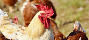 Пандемія Поширення пташиного грипу H5N1 Хвороби