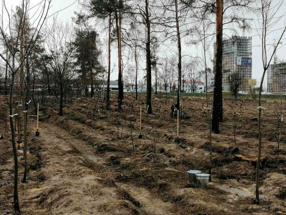 У столиці на місці отруєних сосен висадили дерева і сіянці Фото: Facebook КО "Київзеленбуд"
