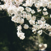 Image by Vcentee Alvarado from Pixabay 
