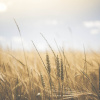 Фото ілюстративне: Pexels / Pixabay 