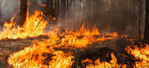 В Черниговской области выгорело более 17 га сухой растительности