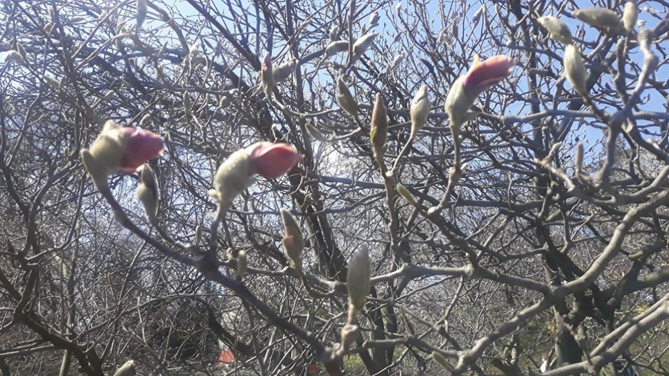 Магнолії цвітуть і радіють карантину: менше мавп на гілках Фото Ольги Чайко