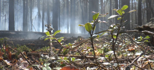 У Чорнобильській зоні виявлено незаконні рубки та розорювання земель 