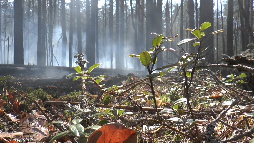 У Чорнобильській зоні відчуження розпочалися рейди з виявлення порушень природоохоронного законодавства 
Фото: ДСНС України