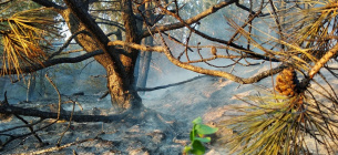 Фото: І.Галич