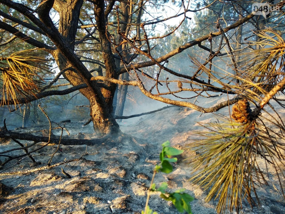 Фото: І.Галич