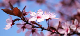 Image by Andreas Lischka from Pixabay 