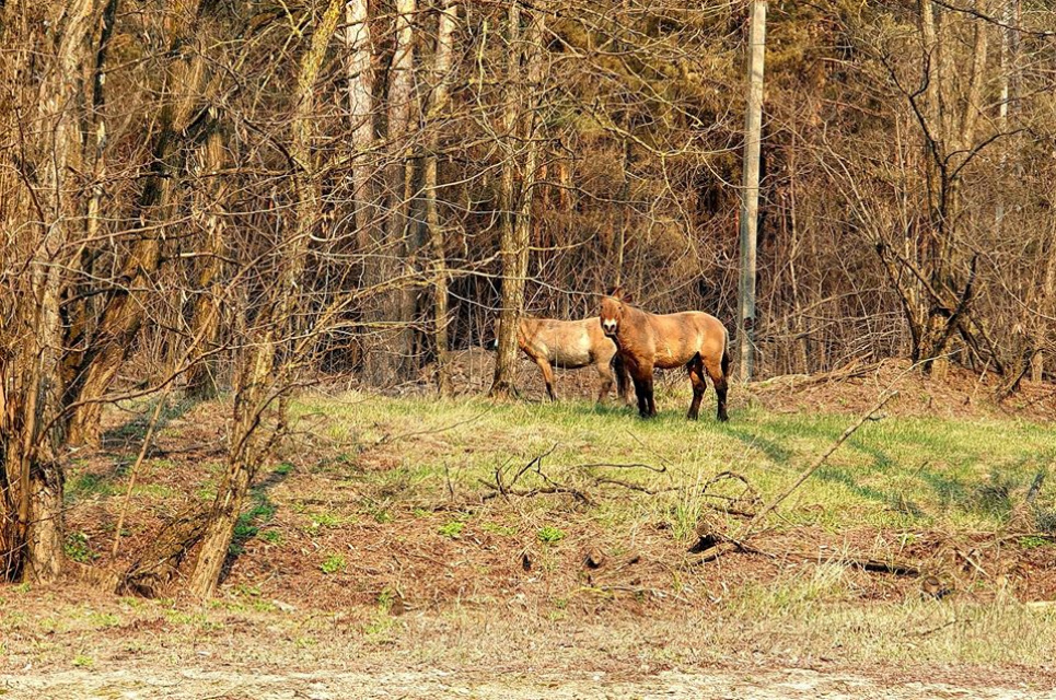 Пожежа у Чорнобильській зоні очима очевидця. Фото Фото Олександра Сироти https://www.facebook.com/aleksandr.sirota