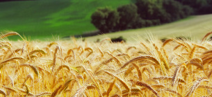 Зміна клімату зменшила врожайність агрокультур на 21 %. Фото:Pixabay 