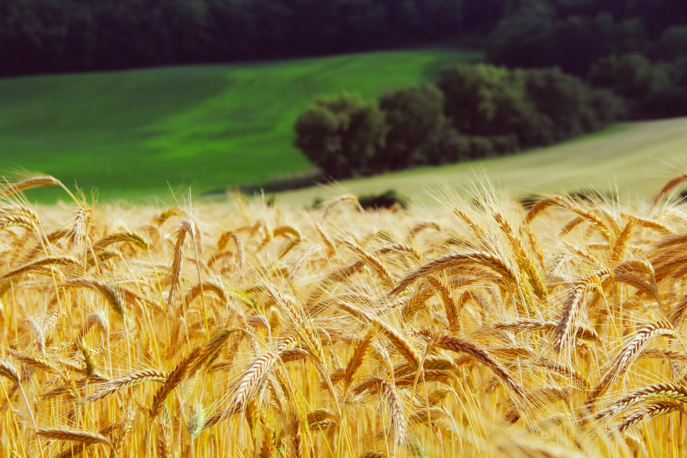 Зміна клімату зменшила врожайність агрокультур на 21 %. Фото:Pixabay 