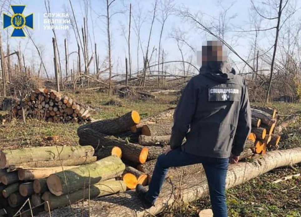Бізнесмен з лісгоспу: на Житомирщині посадовець незаконно різав та продавав деревину до ЄС Фото: сайт СБУ