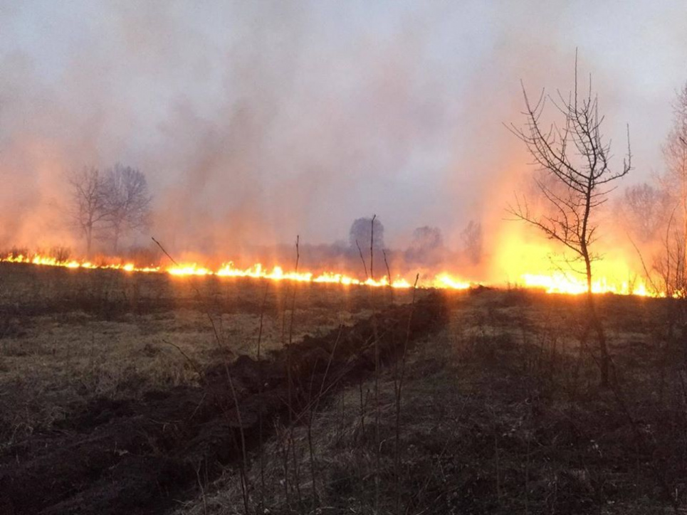 Ліси поза Зоною продовжують горіти пожежа у Ніжинському держлісгоспі через підпал трави. на сьогодні погашена. Фото працівників лісгоспу