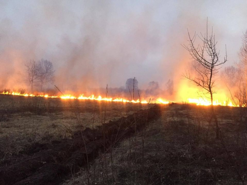 пожежа у Ніжинському держлісгоспі через підпал трави. на сьогодні погашена. Фото працівників лісгоспу