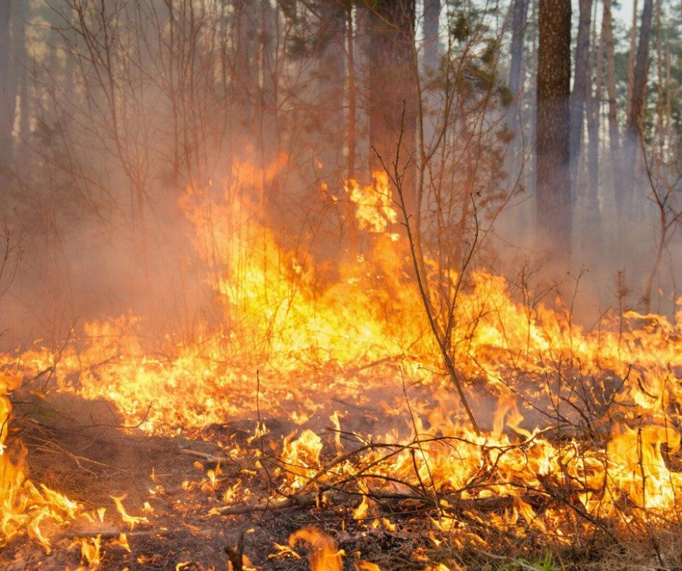 Самих штрафів мало: чи допоможе посилення покарання за підпали