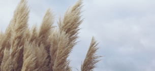 Image by TanteTati from Pixabay 