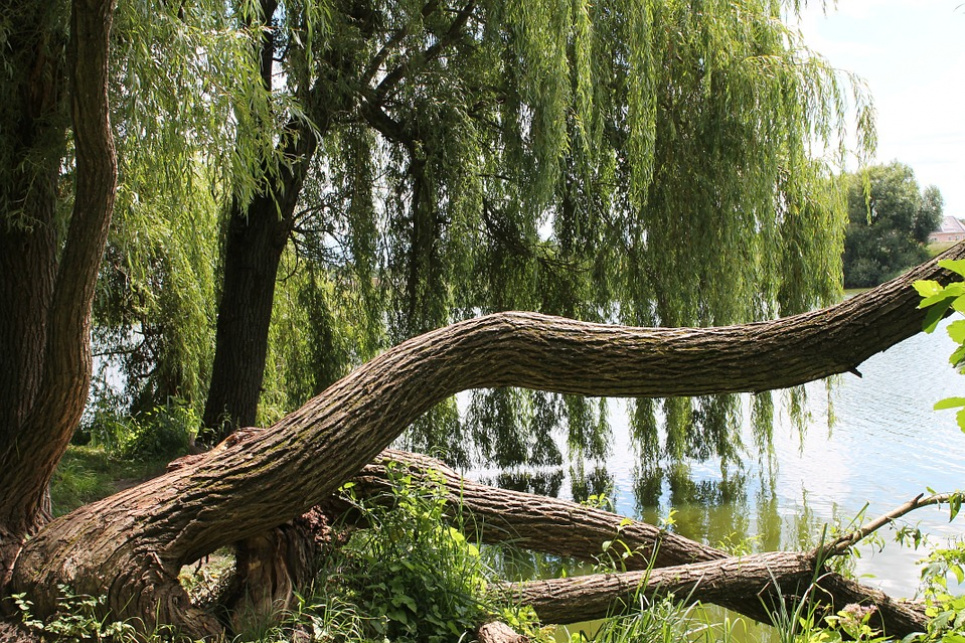 Вчені виявили ліки проти раку в листі поширеного дерева pixabay